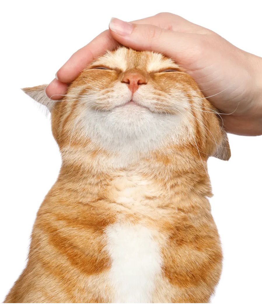 cat smiling whil being pet